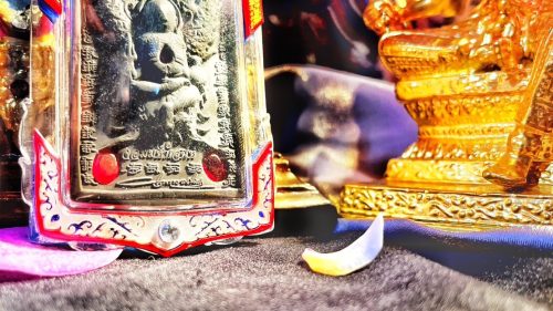 【蝶王古巴吉士納 黑粉坐天童】