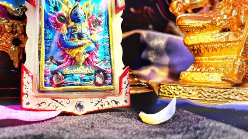 【蝶王-古巴吉士納 天童】